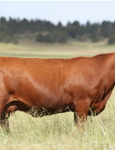 pun-boon-Red Angus Project
